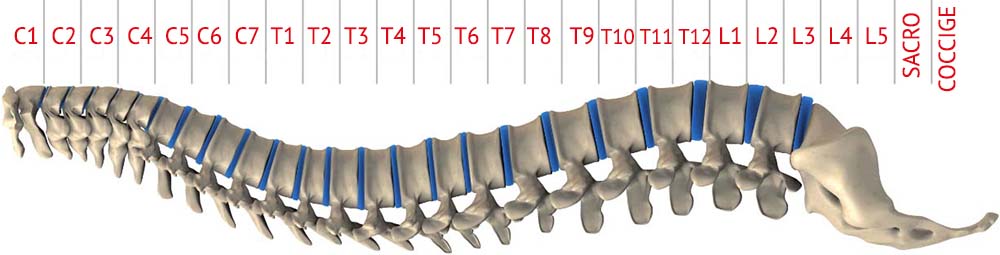 colonna vertebrale uomo